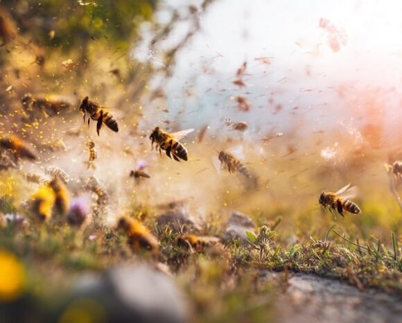 Bienenschwarm