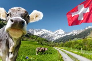 Kuh schaut in die Kamera, im Hintergrund Berge und Wiesen sowie Flagge der Schweiz