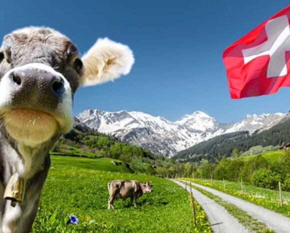 Kuh schaut in die Kamera, im Hintergrund Berge und Wiesen sowie Flagge der Schweiz